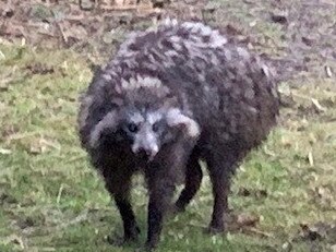 Raccoon dogs in UK - Residents advised to be vigilant as two Raccoon dogs ecape in Clarborough. Picture: Nottinghamshire Police