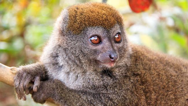 Bamboo lemur in Madagascar.