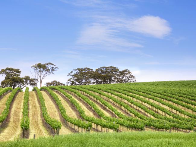 A South Australian woman was cycling through the Clare Valley in South Australia when the kangaroo pounced. Picture: iStock