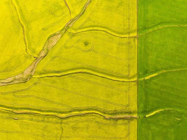 Birds eye view of an Australian Canola field from Directly above. Yellow on left side, and green on right side.