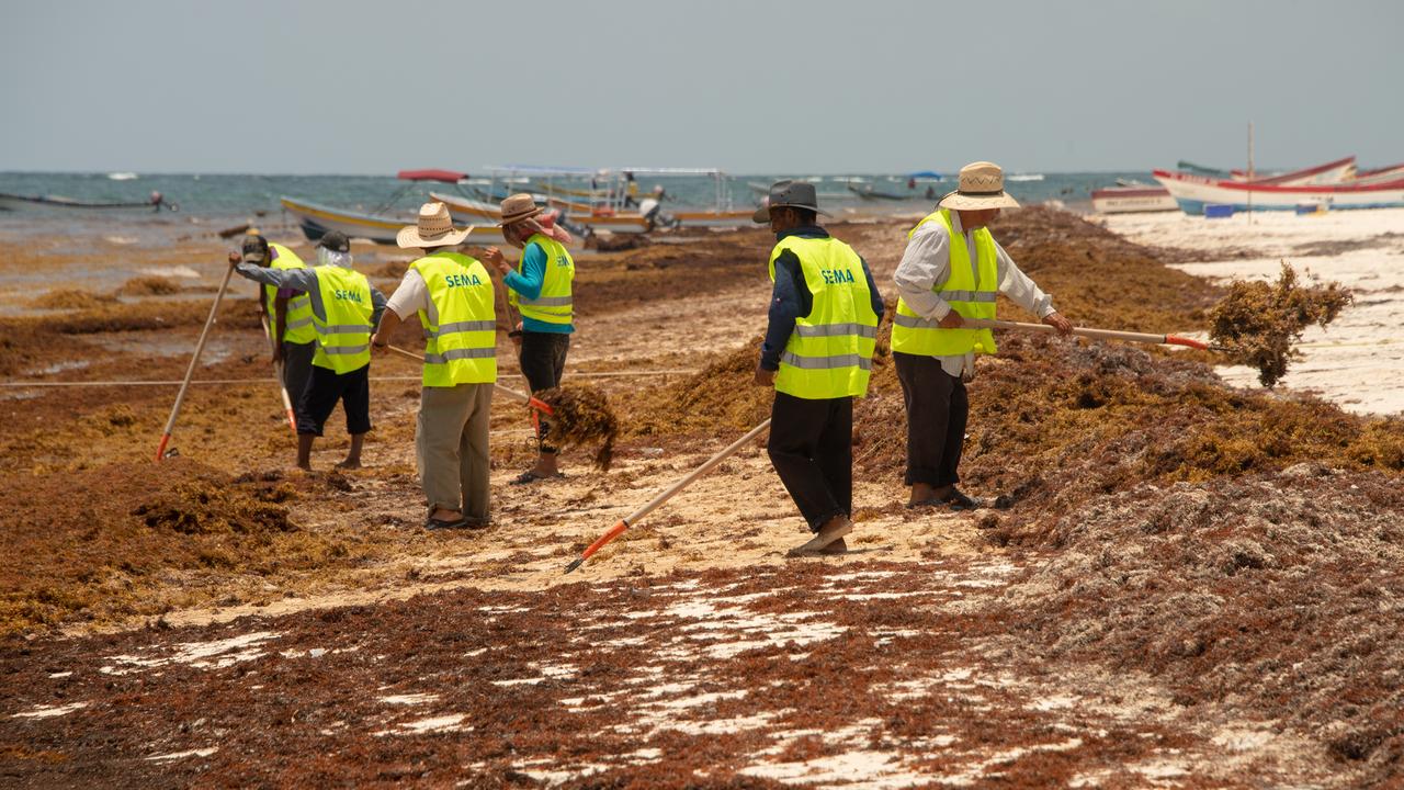 Workers are cleaning Sargassum seaweed from the beach in Tulum.