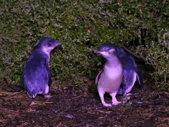 Penguins near the beach at Bicheno.