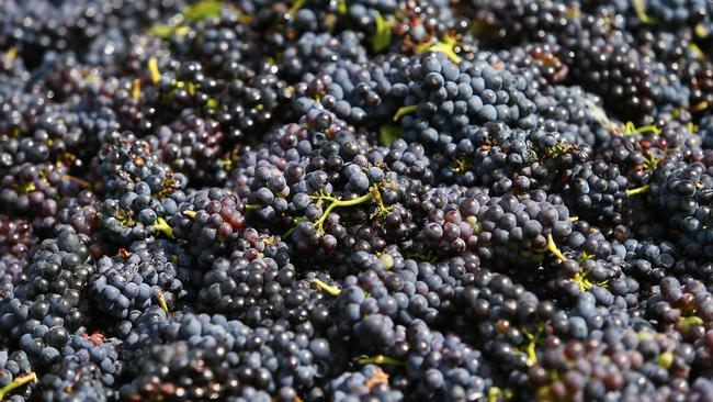 Ian Roberts is the owner of award-winning Riversdale Estate at Cambridge near Hobart and is busy harvesting Pinot grapes for Champagne in the vineyard.PICTURE: MATT THOMPSON