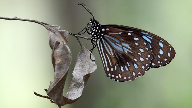 The Blue Tiger (Tirumala hamata) butterfly. Picture: Chris Burwell