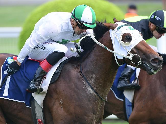 Jockey Martin Harley steers the Bevan and Richard Laming-trained colt Our Benefactor to victory in a 1400m 3Y0 Handicap at Eagle Farm on Saturday, February 15, 2025. Picture: Grant Peters/Trackside Photography