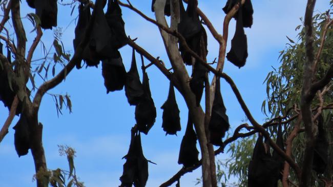 Thousands of bats have taken up residence in trees near the heart of Sarina.