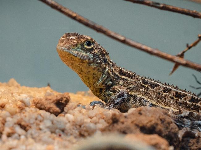 Aussie animal believed ‘extinct’ found