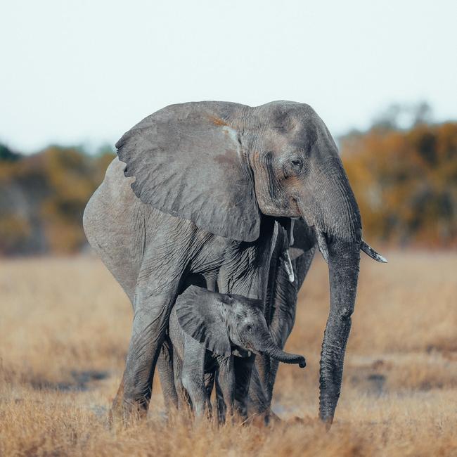 Elephants in Hwange National Park, Zimbabwe.