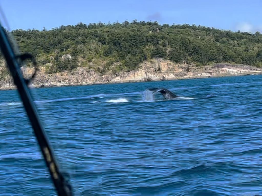 Incredible footage shows a migrating whale jumping out of the water and submerging just seconds before a boat could collide with it. Â Photo: Kylie Marsh