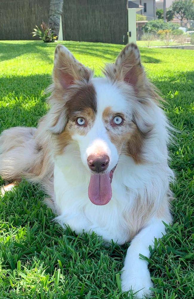 Bowie has been found in northern NSW.