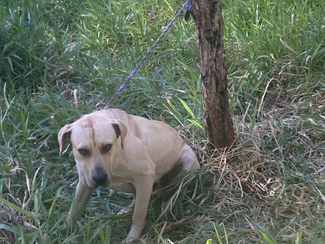 The Mastiff was found tied to a tree at Boronia Heights on September 20. Supplied.