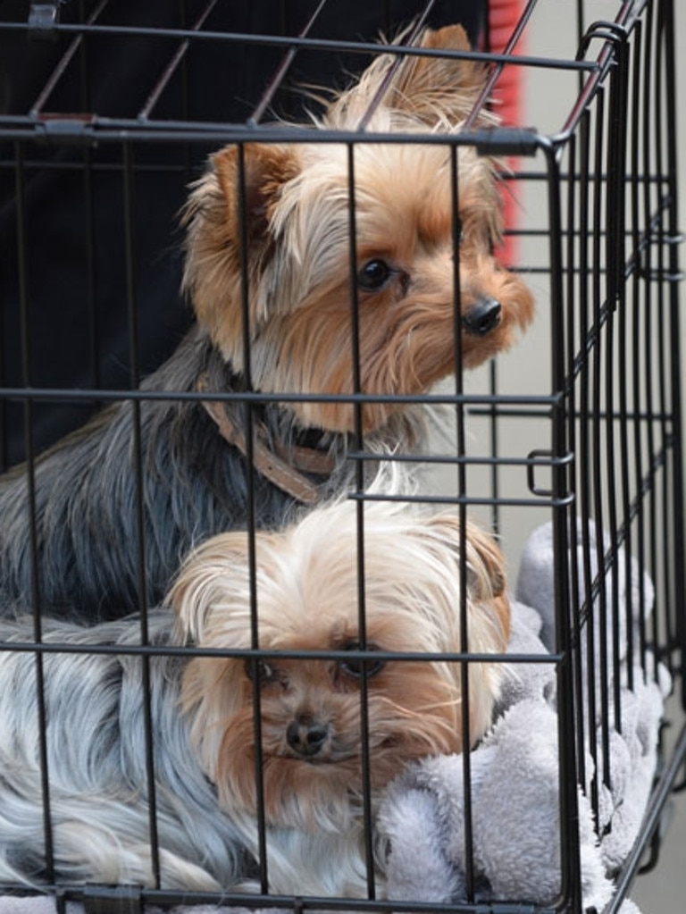 Pistol and Boo leaving Australia in 2015.