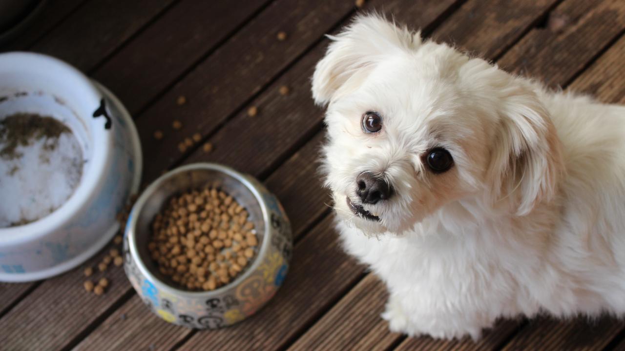 Are dog biscuits safe 2024 for humans to eat