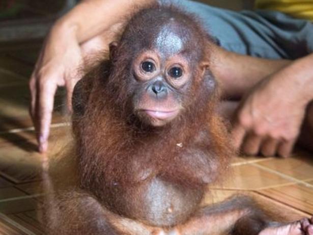 CREDIT: Animal Rescue Online use only Little Joss is being cared for by UK charity International Animal Rescue in Borneo and constantly wraps her arms around her own body