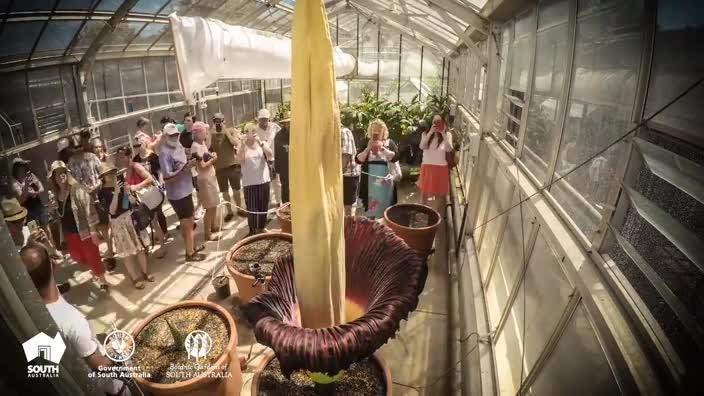 Corpse flower blooms at Mount Lofty Botanic Gardens