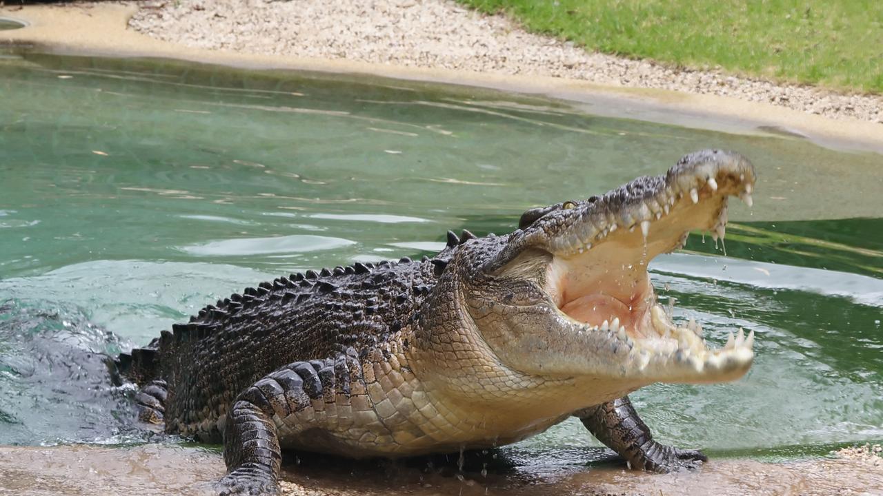 Ms Irwin has argued the removal of crocodiles from waterways will increase the likelihood of attacks due to a false sense of security. Picture: FILE