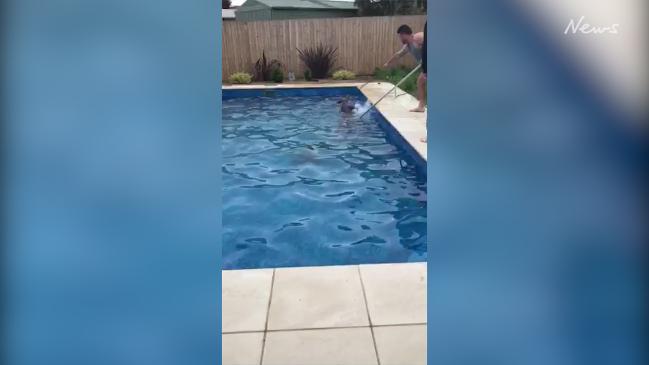 Roo hops in for surprise backyard dip