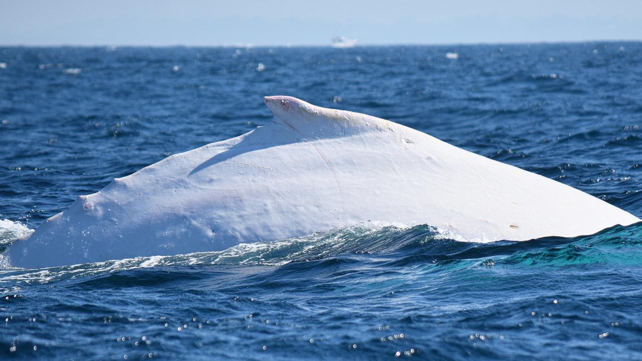 Whale watching for Migaloo the white humpback | KidsNews