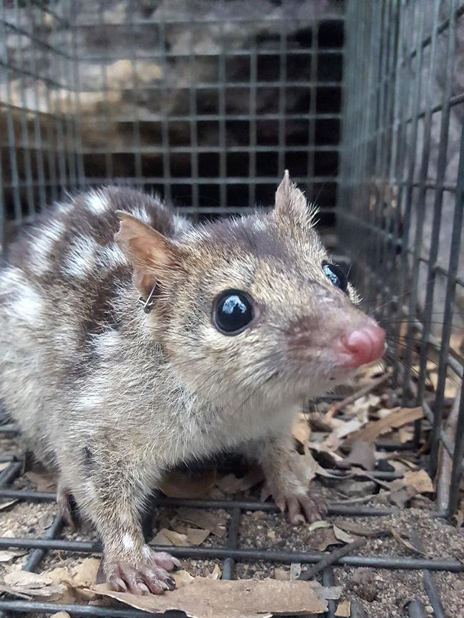 The endangered northern quoll. Picture: University of the Sunshine Coast