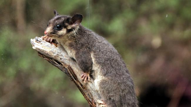 A leadbeater's possum Picture: supplied
