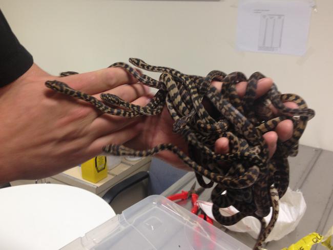 Snakes on a plane ... a batch of live juvenile serpents. Picture: Federal Department of Agriculture and Water Resources