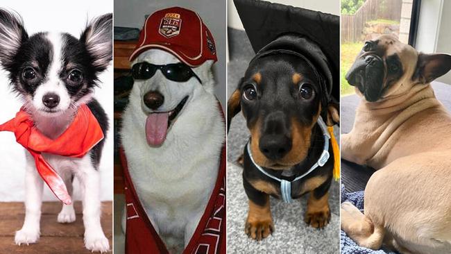 REVEALED: Ipswich’s cutest dog for 2022 crowned