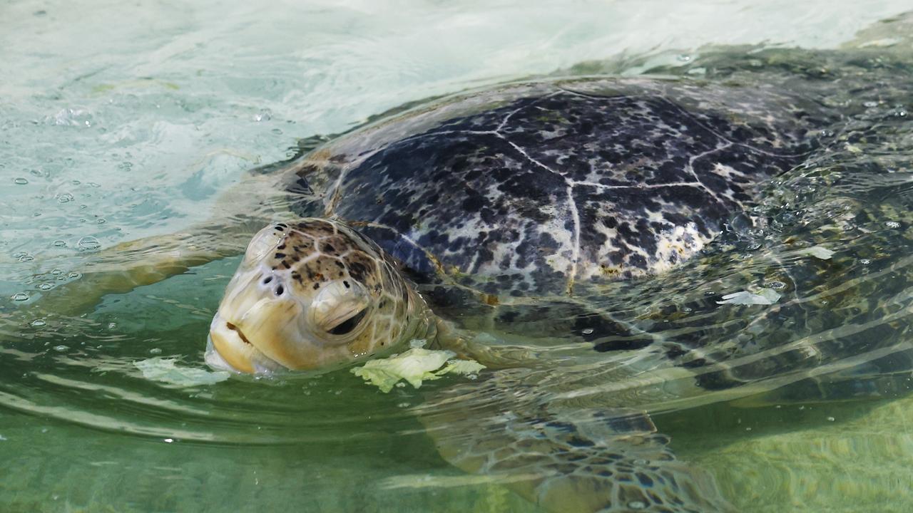 Turtle rehab experience for resort guests | The Advertiser