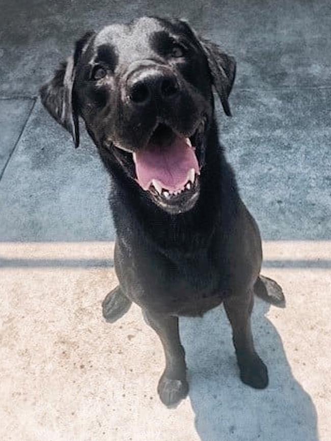 Cuba the cash detection dog who sniffed out some of the buried cash.