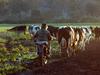 Dairy levy poll sparks resignations
