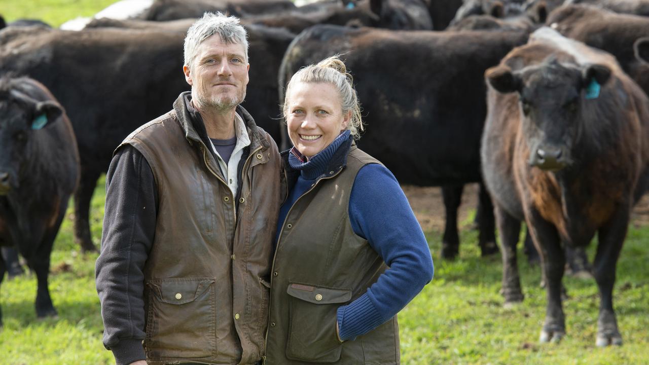 Te Mania Angus Embryo Transfer Program A Passion For James Mccormack 