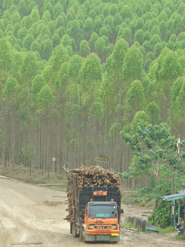 Logging trucks transport wood from the Industrial Plantation Forest area belonging to PT ITCI Hutani Manunggal (IHM). This area is the core area of the New Capital City (IKN) of Indonesia.