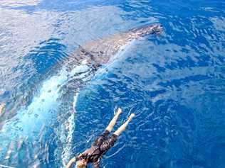 PHOTO OF A LIFETIME: Divers experience an incredible, up-close whale encounter during a Blue Dolphin Marine Tours outing in Hervey Bay. Picture: Cassandra Smith