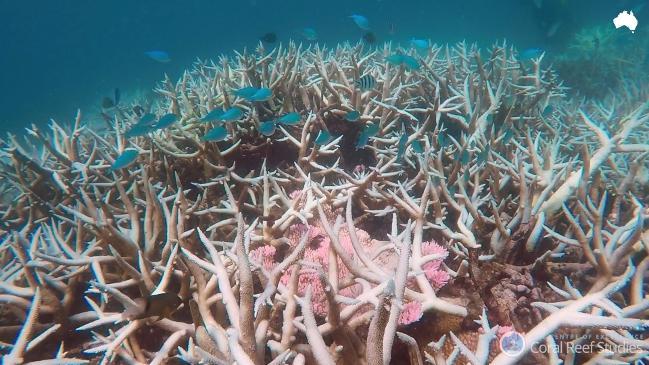 Race to save the reef 