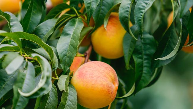 Taste test: The elusive sweetness of a peach is being tested by scientists in the Goulburn Valley. Picture: Chloe Smith