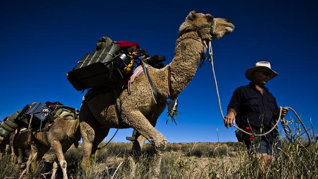  Andrew Harper, owner of Australian Desert Expeditions, leads a string of camels through the cane grass in a dune swale, in the eastern Simpson Desert.