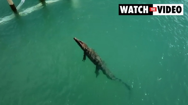 Croc spotted near Darwin Sailing Club