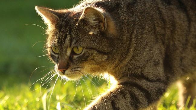 The victim refused to pay the cat-nappers’ $10,000 ransom fee and his furry feline was never found, the court heard. Picture: GENERIC