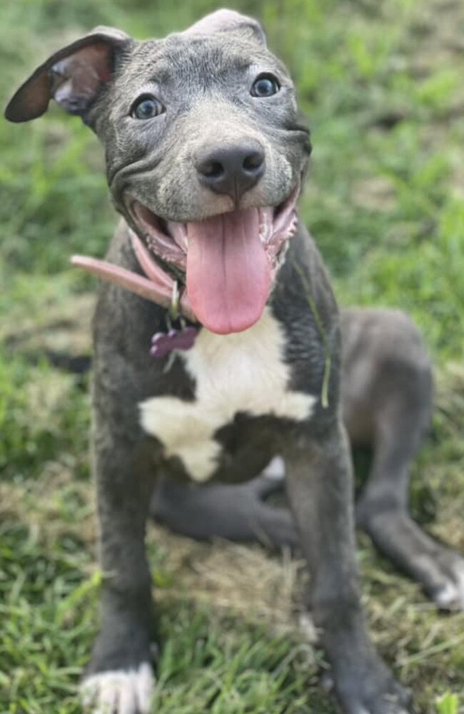 Blue: Indiiee Martin's 4 month old Blue American Staffy