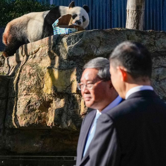 Panda Wang Wang chews on a box as China’s Premier Li Qiang visits Adelaide Zoo on June 16. Picture: Getty Images
