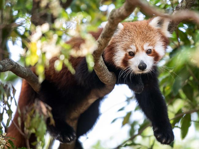 Red panda dies after escaping zoo