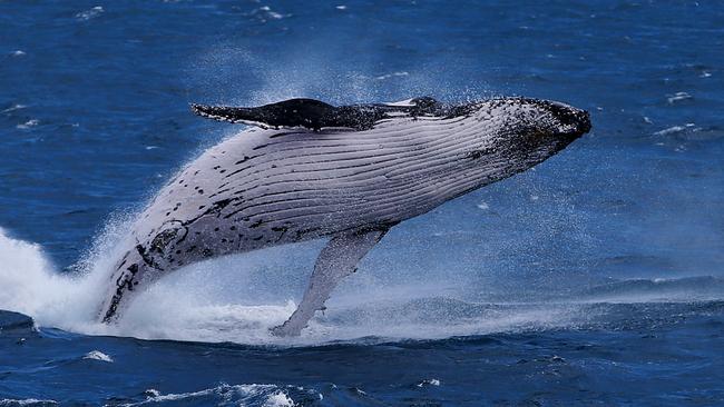 Why Machans Beach State School children had a whale of a time on the ...