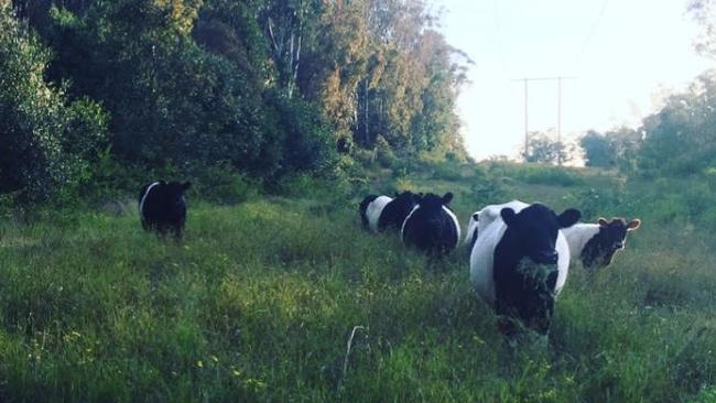 The grass is greener at Forest Lawn and these cows have no respect for the living or the dead.