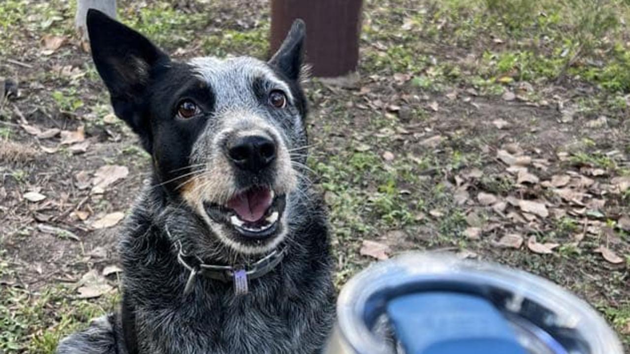 Piston the blue cattle dog is missing after a truck crash on the Kennedy Highway near the Ootan Road turn off. Picture: Shaynon Bright