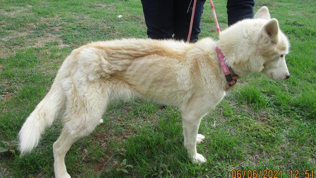 Sky the Siberian husky when she was rescued by RSPCA SA. Picture: RSPCA SA