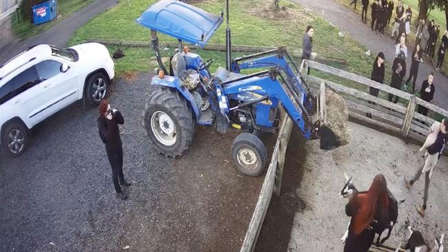 Farm invasion: Security footage from an incident at Gippy Goat farm and cafe last year, when several goats were stolen.