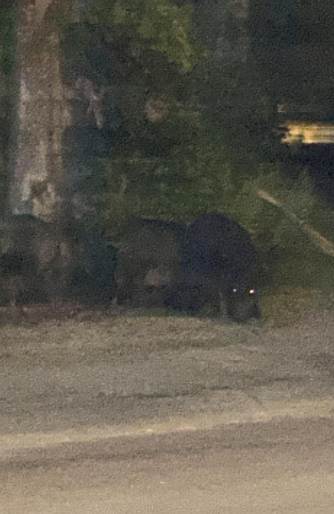 A local resident was shocked by four wild pigs roaming the suburban streets of Leanyer. Picture: Supplied.