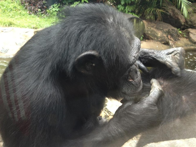 Samantha the chimpanzee, grooming Ockie.