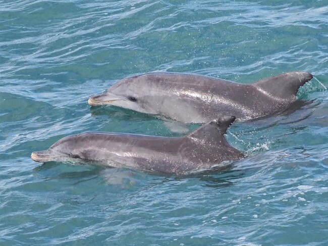 Kathy Brown with a shot of some playful dolphins. Coffs cover image