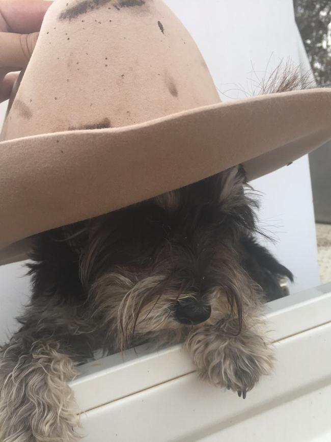 Peggy the Miniature Schnauzer/cowgirl from Illabo, NSW. Picture: Supplied