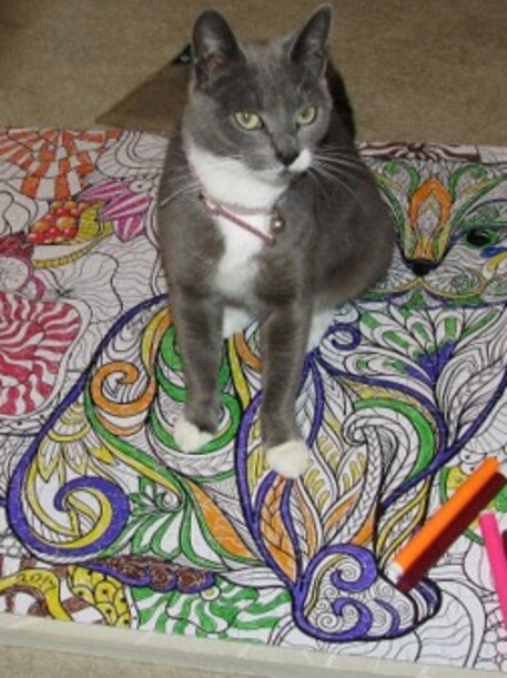 Bella: This is a cat that appreciates art – Bella makes sure she’s always in the picture.
